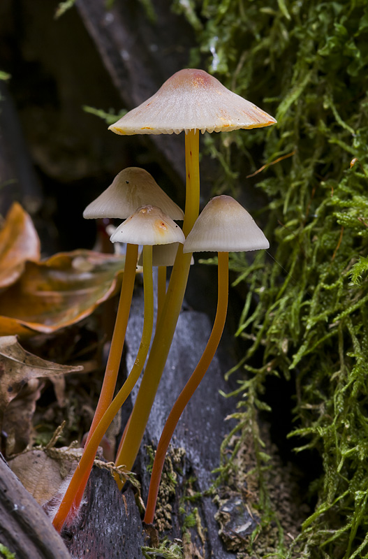 Mycena crocata